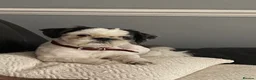 Shih Tzu dogs for stud: Kc registered Shih Tzu stud - Advert 5