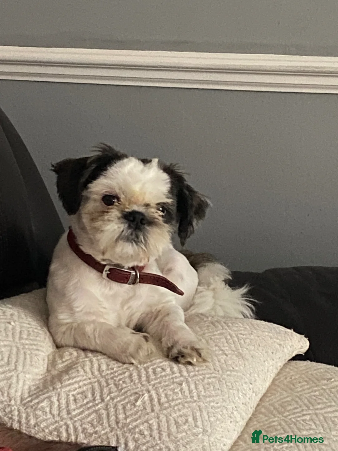 Shih Tzu dogs for stud: Kc registered Shih Tzu stud - Advert 5