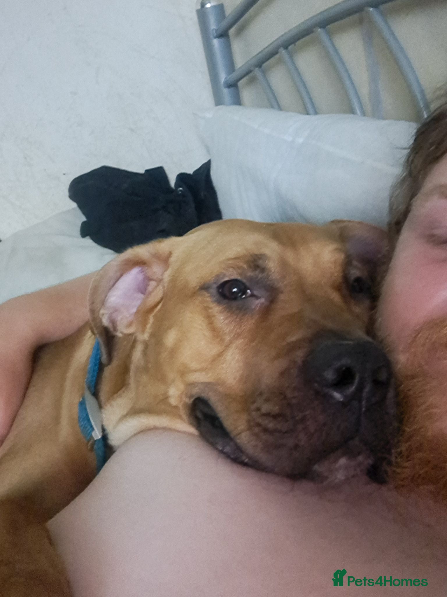 Presa Canario dogs Dobby the 2 year old presa canario  - Advert 1
