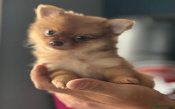 Pomchi dogs for sale: Pomeranian chihuahua puppies - Image 5
