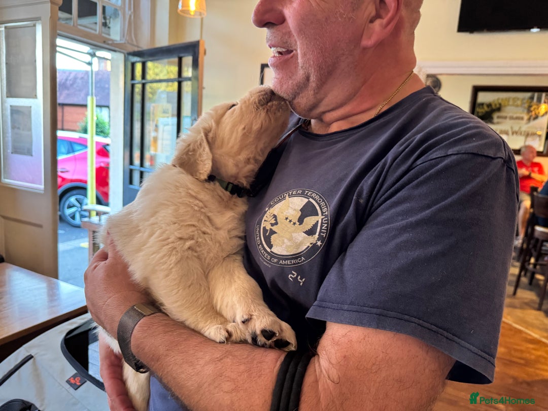 Golden Retriever dogs for sale: KC REG CHAMPIONSHIP BLOOD LINE BEAUTIFUL CREAM  - Image 13