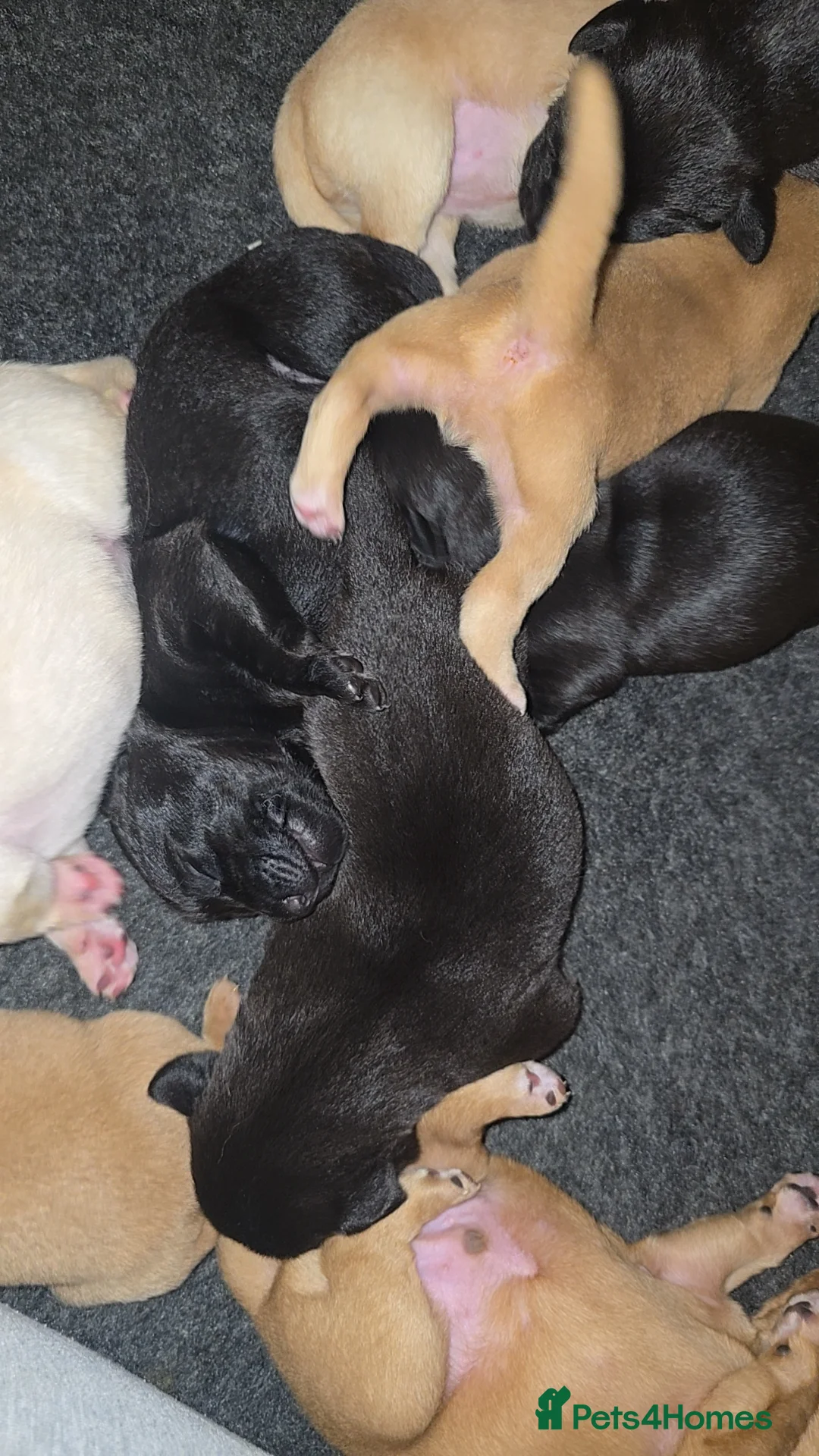Labrador Retriever dogs for sale: 5 labrador puppies  - Advert 22