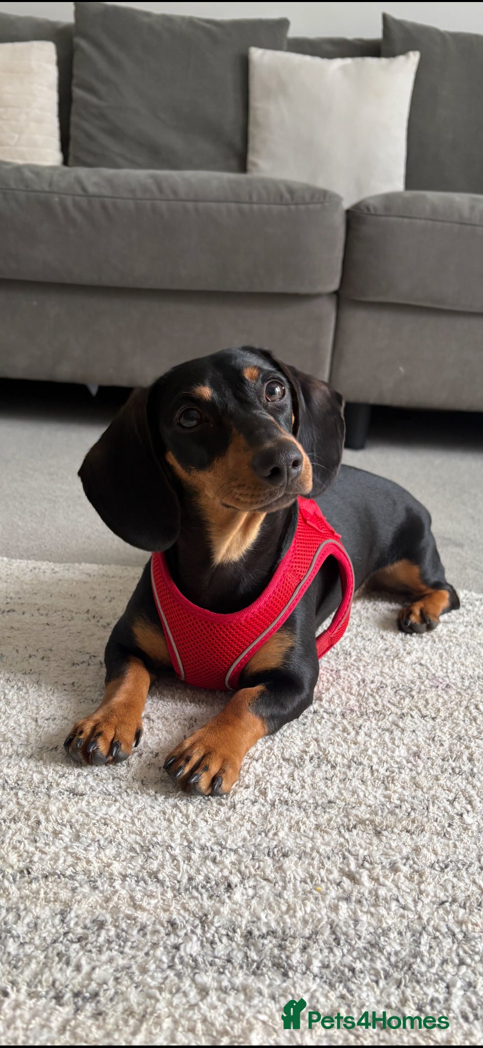 Dachshund dogs Rehome  - Advert 1