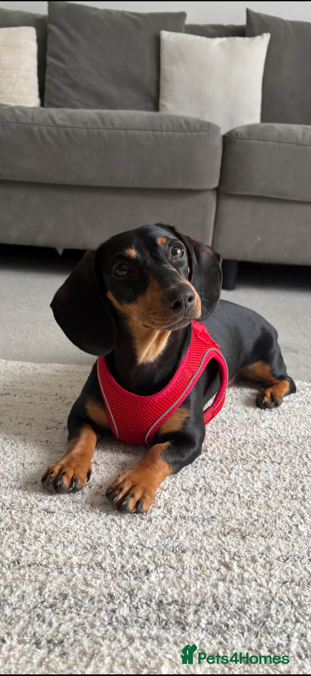 Dachshund dogs for sale: Rehome  - Advert 1