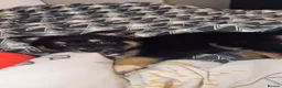 Mixed Breed dogs for sale: Beautiful pomsky x puppies for sale!!!! - Advert 8