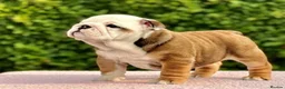 English Bulldog dogs for sale: Double CRUFTS winners bred bulldog puppies  - Advert 15