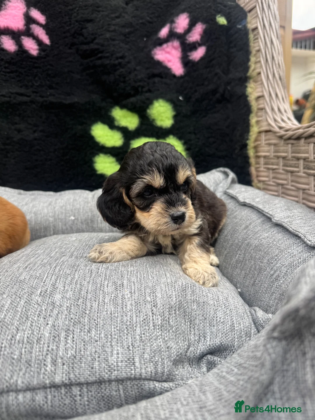 Cockapoo dogs for sale: F1 PRA CLEAR COCKAPOOS(council licensed breeder) - Advert 18
