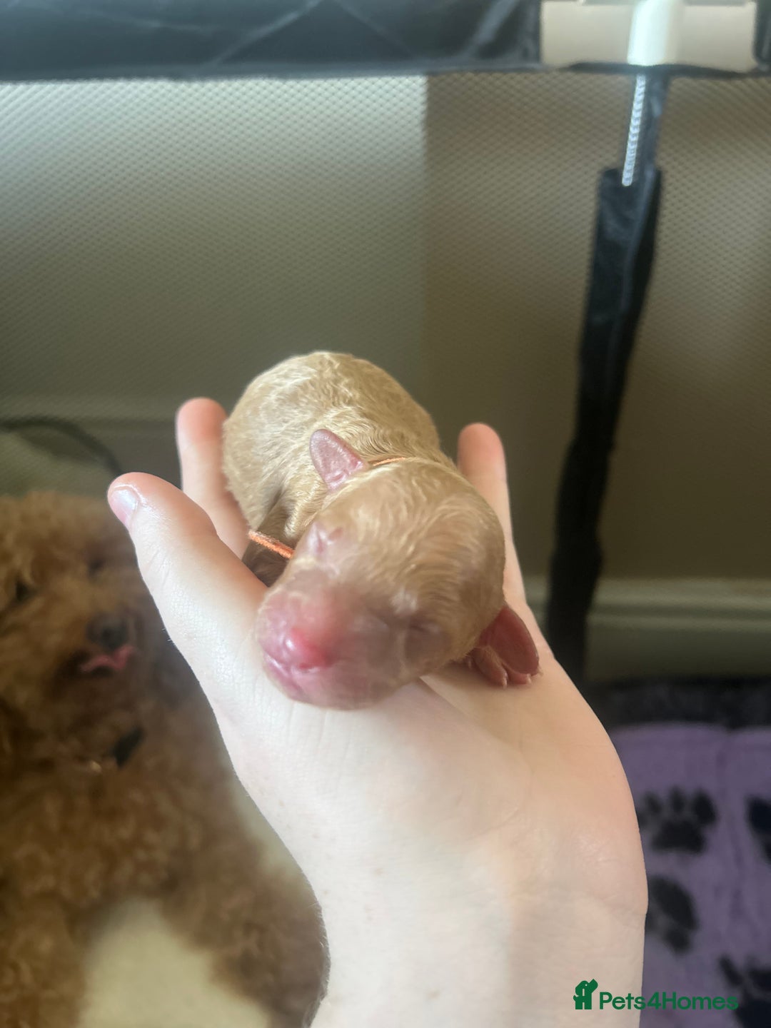 Cockapoo dogs for sale: Beautiful Cockapoo pups ready 22/11/2025 - Image 7