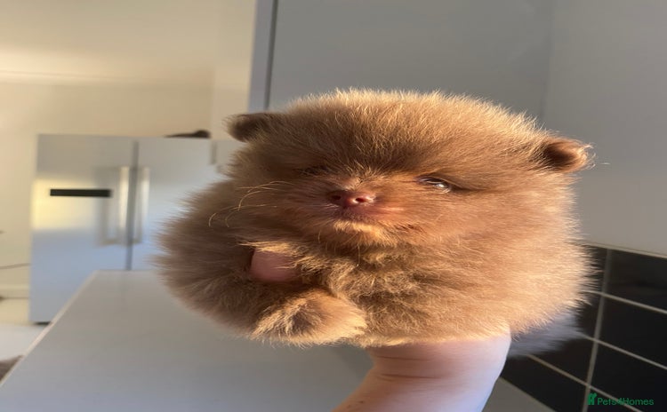 Pomeranian dogs - Advert 3