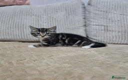 Mixed Breed cats for sale: Sweet Kitties - Image 3