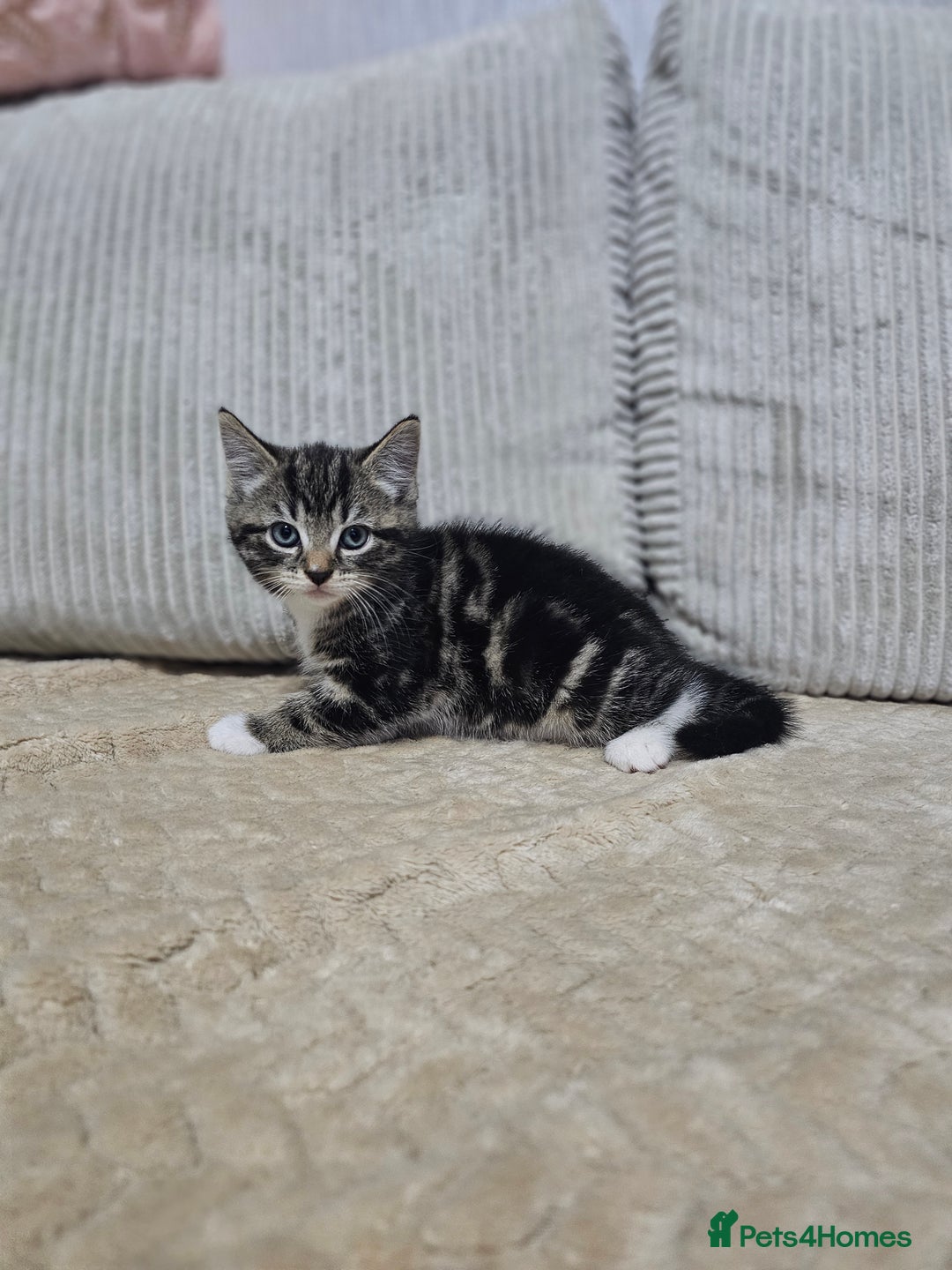 Mixed Breed cats for sale: Sweet Kitties - Image 3