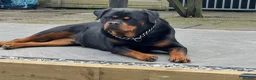 Rottweiler dogs for sale: Female 3 year old Rottie - Advert 2