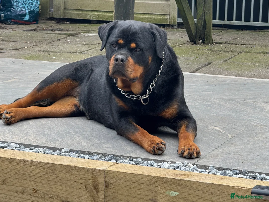 Rottweiler dogs for sale: Female 3 year old Rottie - Advert 2