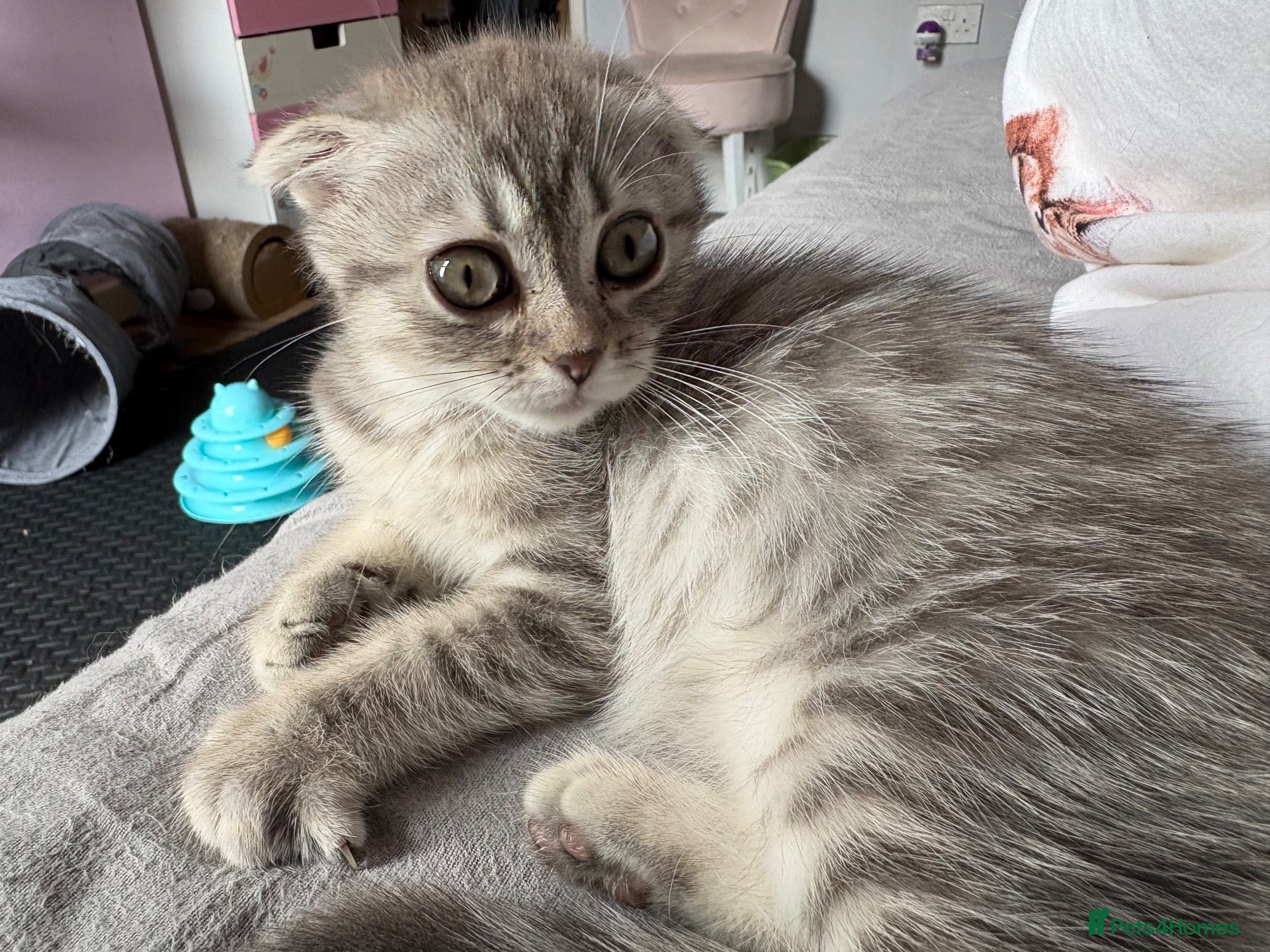 Scottish Fold cats Last little fold baby available  - Advert 1