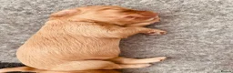 Cockapoo dogs for sale: Cockapoo Puppies  - Advert 9