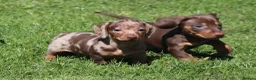 Miniature Dachshund dogs for sale: Ready now! Miniature dachshund puppies  - Advert 6
