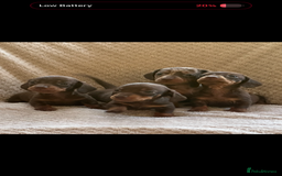 Miniature Dachshund dogs for sale: KC registered pra clear mini dachshund puppies  - Image 2