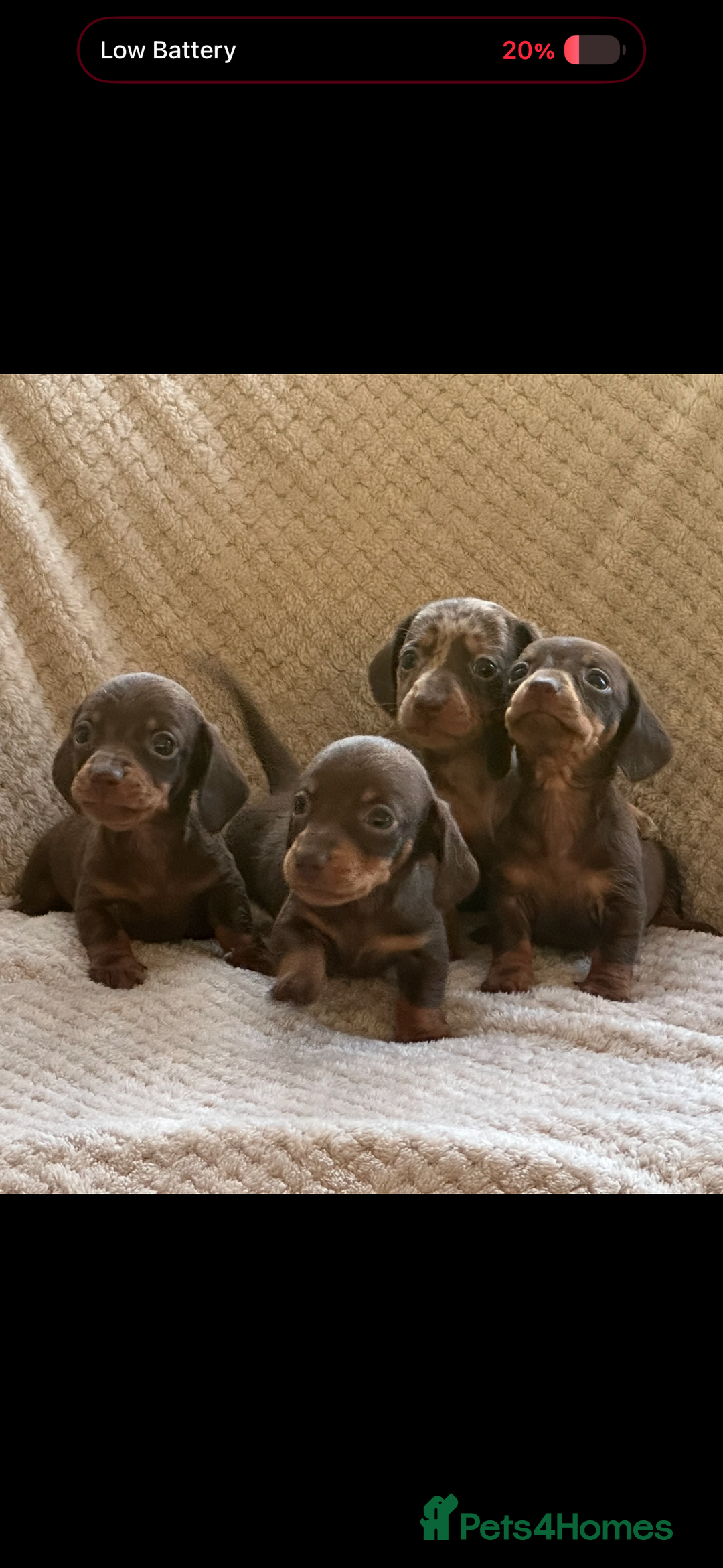 Miniature Dachshund dogs for sale: KC registered pra clear mini dachshund puppies  - Image 2