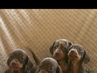 Miniature Dachshund dogs - Advert 6