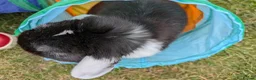 English Lop rabbits for sale: Adorable young male English lop in Towcester - Advert 5