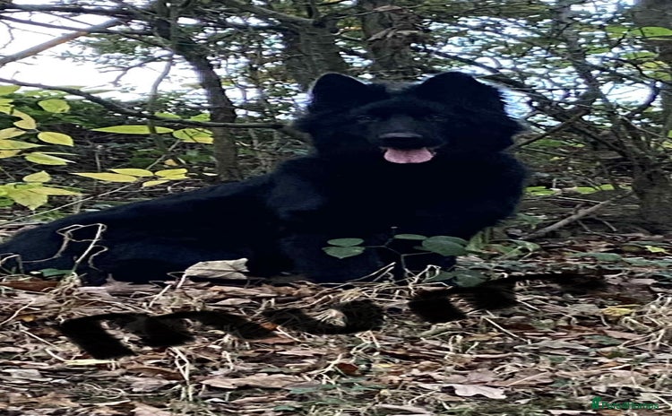 German Shepherd dogs - Advert 1