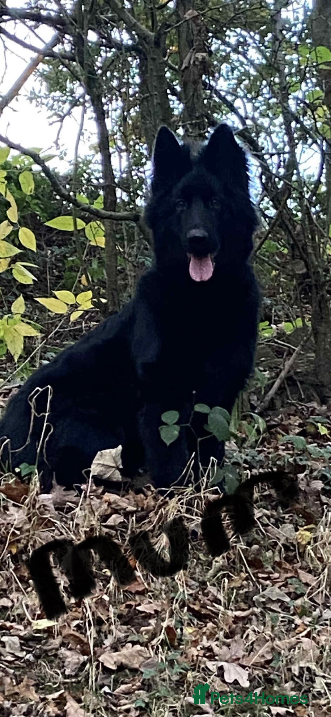 German Shepherd dogs for sale: Long haired German shepherd  - Advert 1