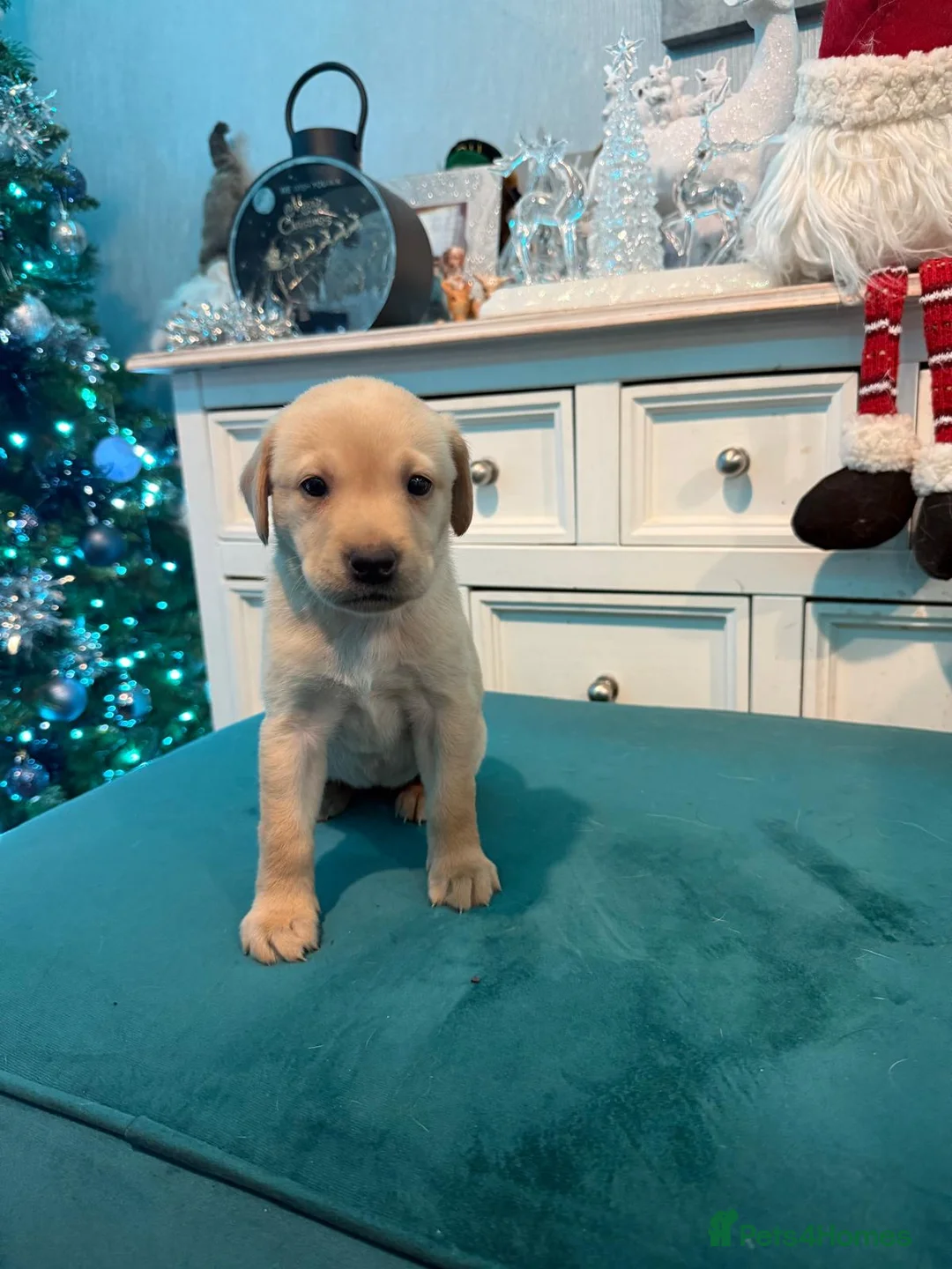 Labrador Retriever dogs for sale: KC Labrador Bitch Puppy ready to leave  - Advert 17