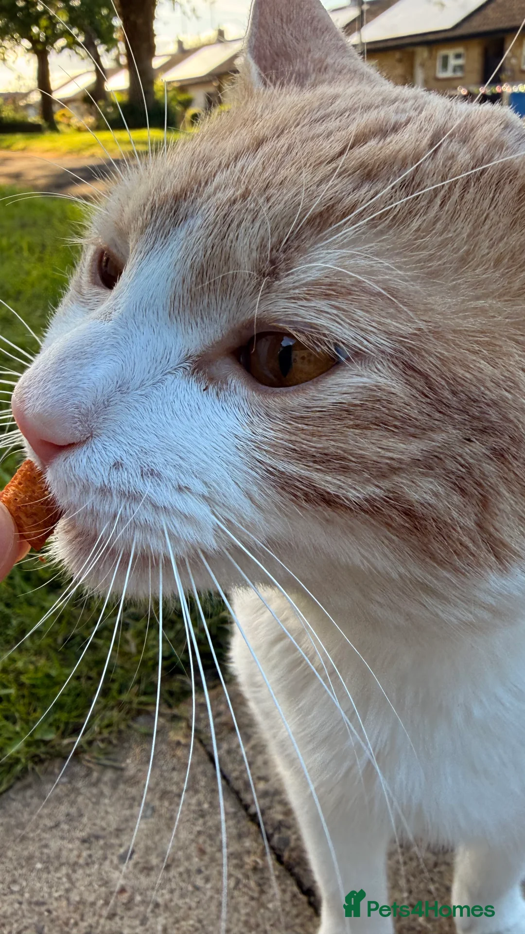 Domestic Shorthair cats for sale: 1 year old male in Derby - Advert 5