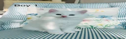 Persian cats for sale: Persian cross Angora kittens r in London - Advert 8