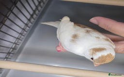 Canaries birds for sale: Mosaic canaries available  - Image 5