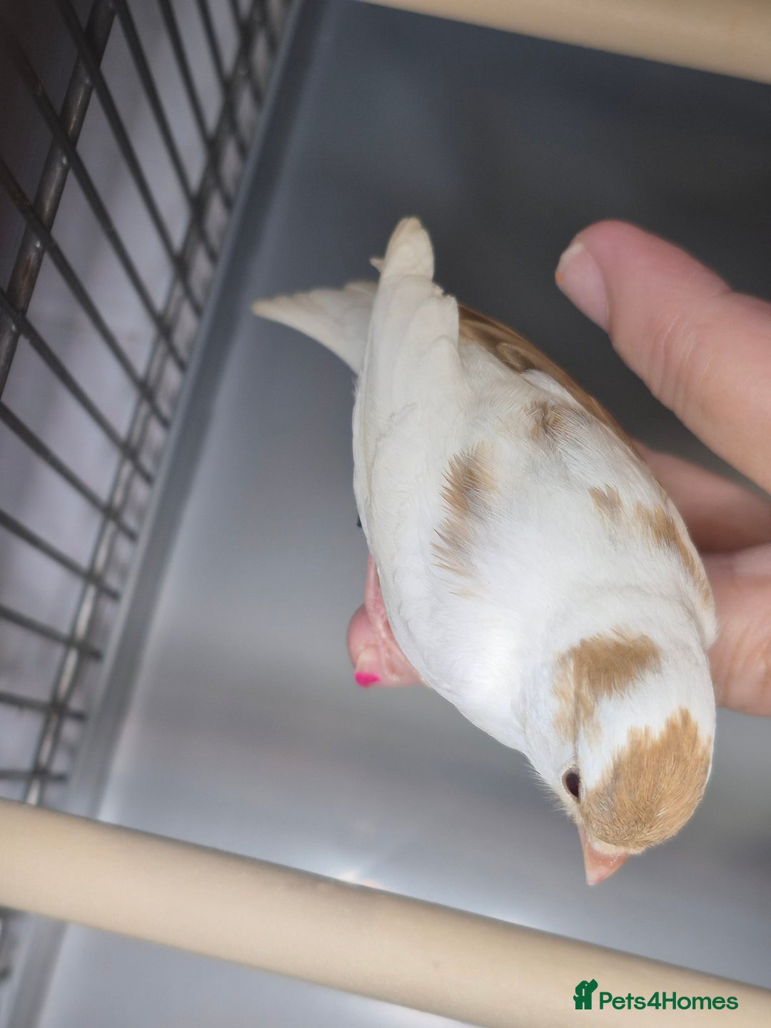 Canaries birds for sale: Mosaic canaries available  - Image 5