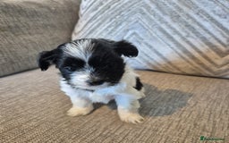 Lhasa Apso dogs for sale: Lhaso Apso Puppies  - Image 22