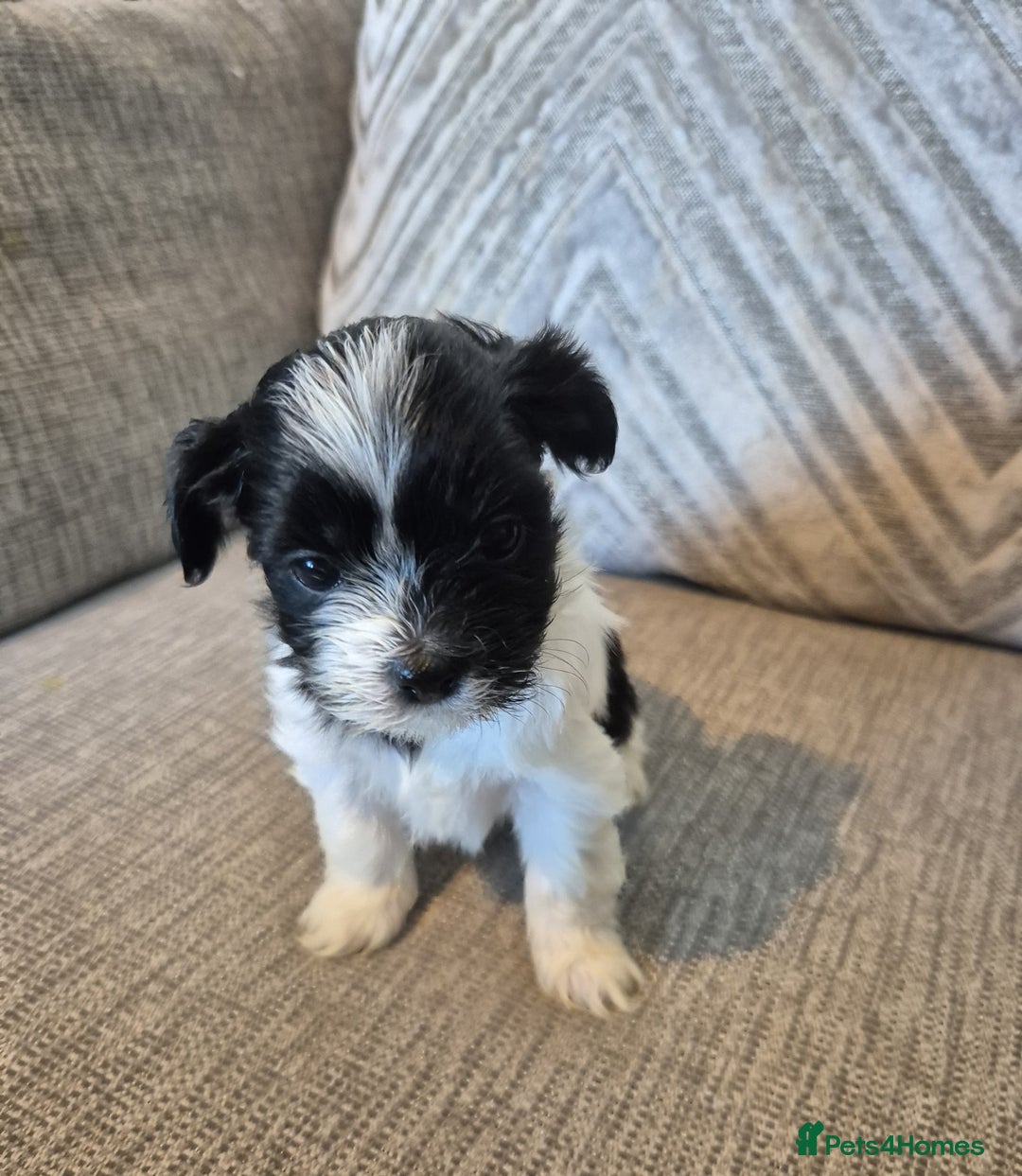 Lhasa Apso dogs for sale: Lhaso Apso Puppies  - Image 22
