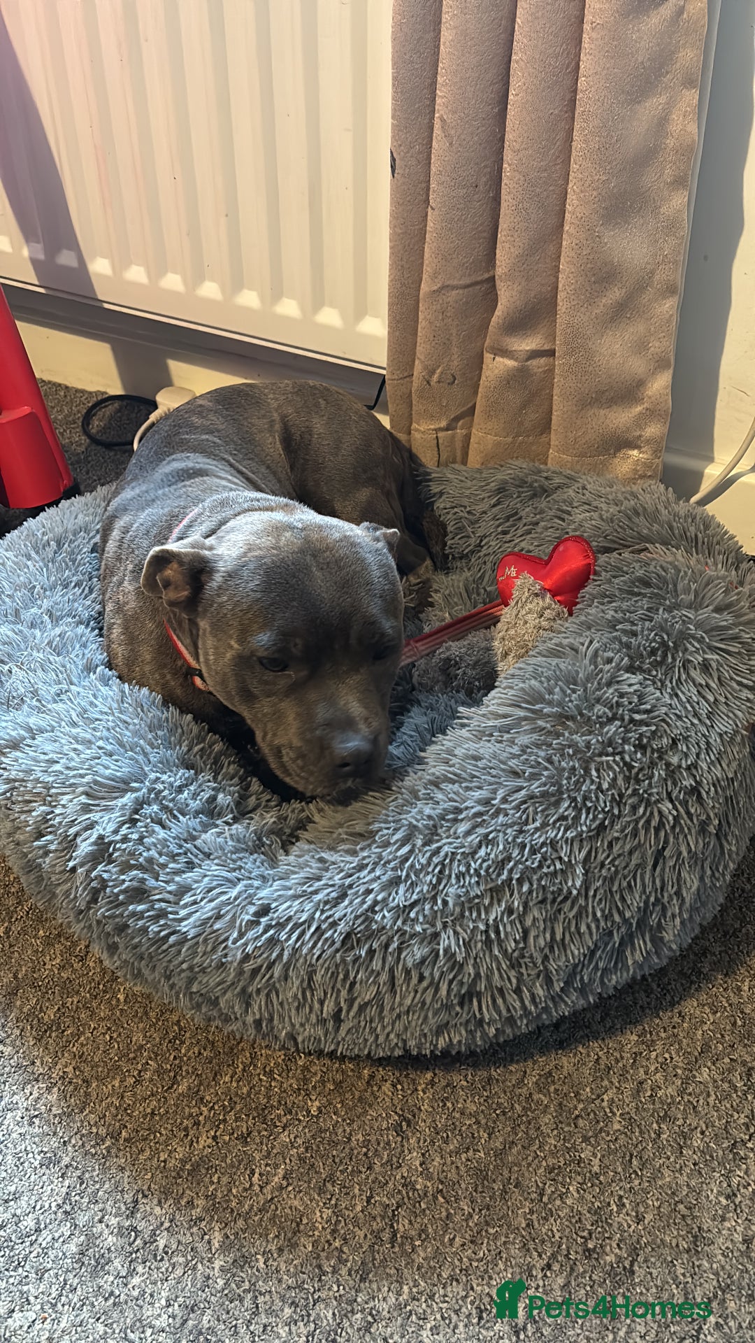 Staffordshire Bull Terrier dogs for sale: kc registered blue staffys due on 23/24th July  - Image 2