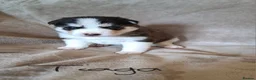 Pomsky dogs for sale: Stunning Pomsky Puppies  in Chesterfield - Advert 16