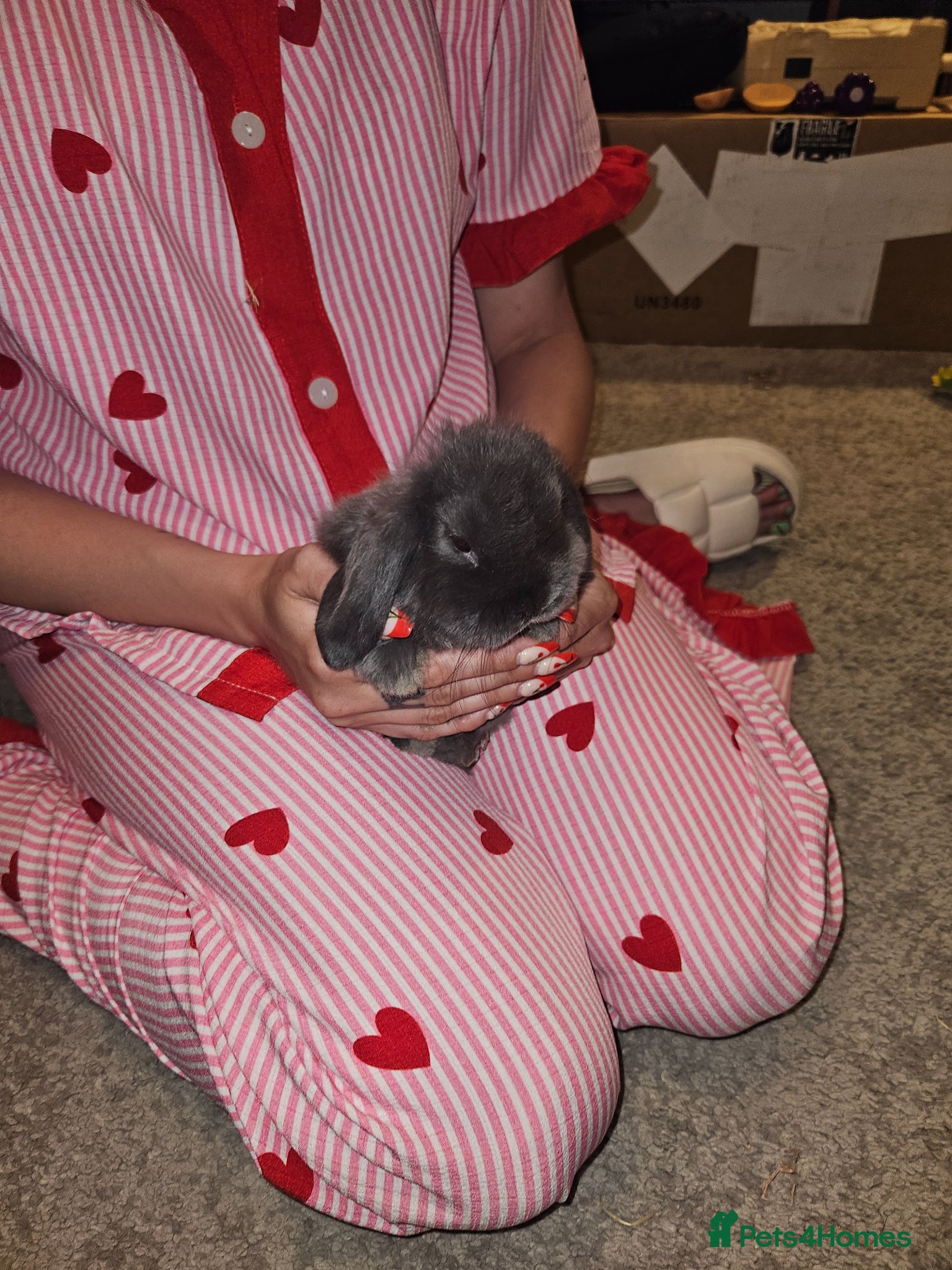 Mini Lop rabbits Mixed Male and female mini lop baby rabbits - Advert 17