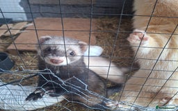 Ferret rodents for sale: 3 Ferrets for rehome  - Advert 2