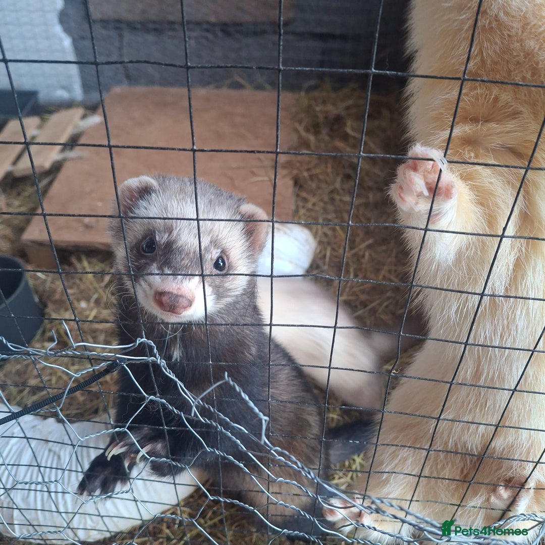 Ferret rodents for sale: 3 Ferrets for rehome  - Advert 2