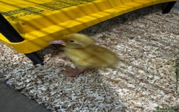 Ducks poultry for sale: Cherry Valley ducklings, ready now !!! - Image 5
