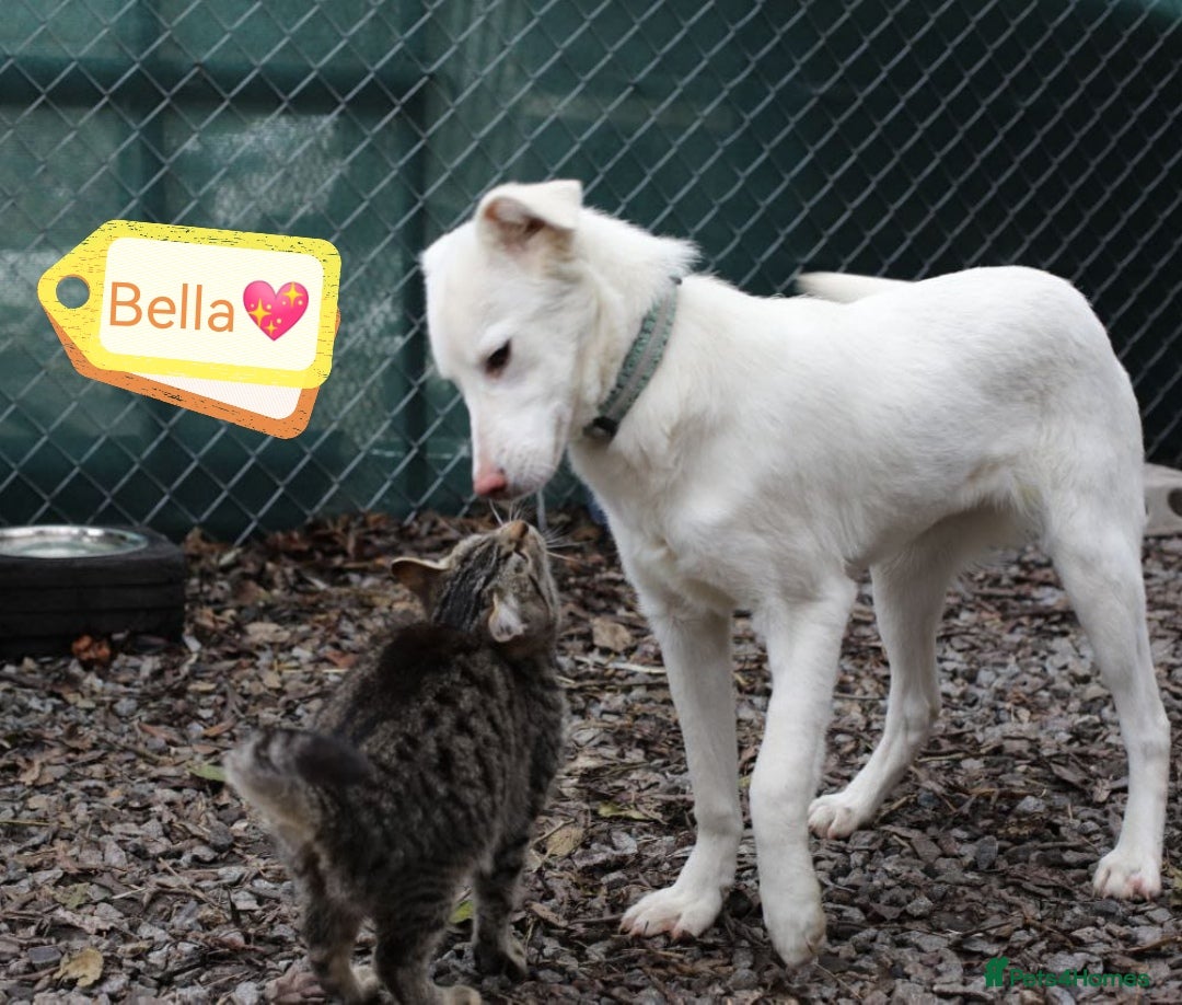 Mixed Breed dogs for adoption: 💖🐶 BELLA 🐶💖 - Advert 1