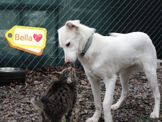 Mixed Breed dogs 💖🐶 BELLA 🐶💖 - Advert 1