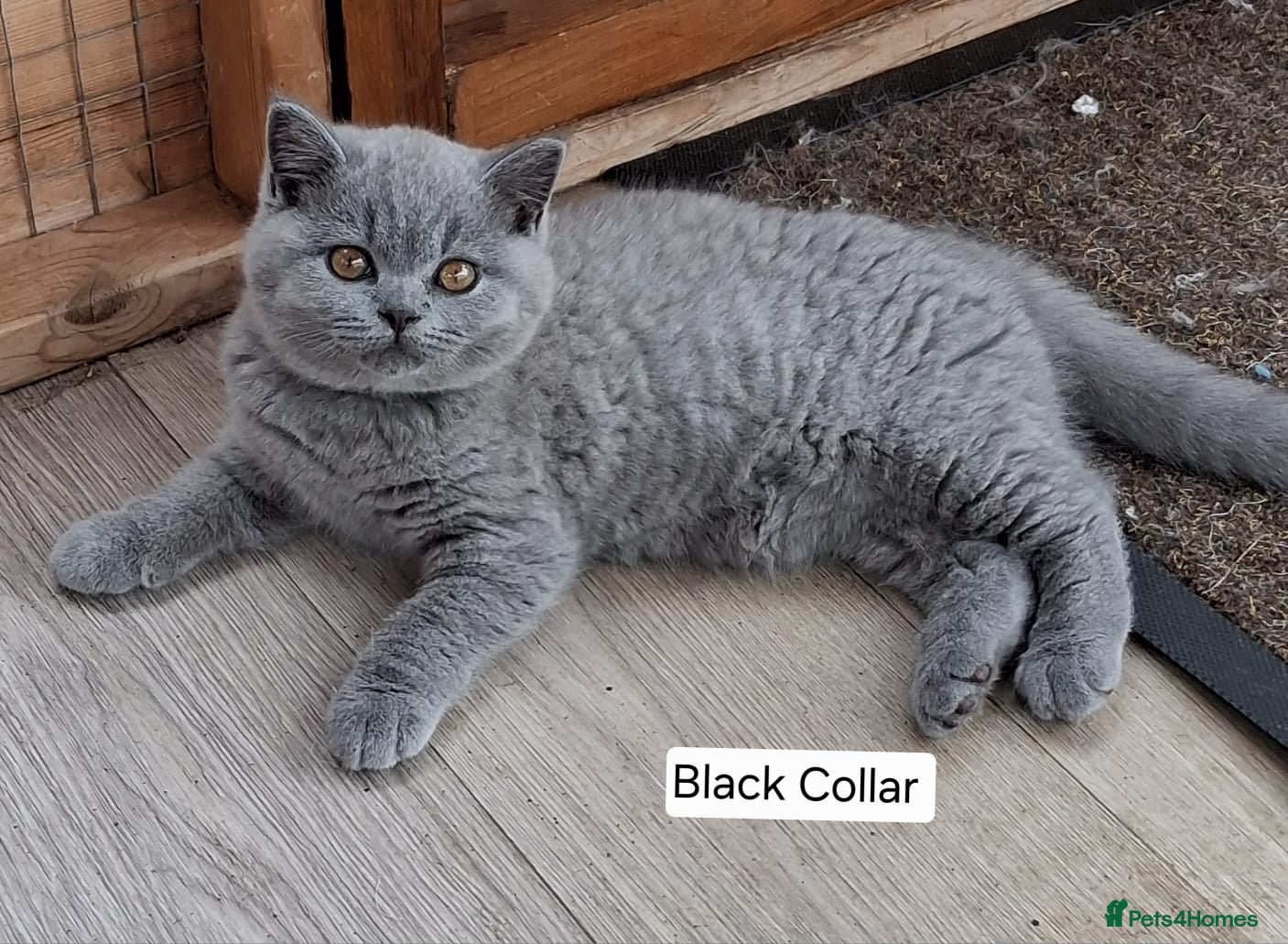 British Shorthair cats British Blue shorthkittens (only 2 boys available) - Advert 2