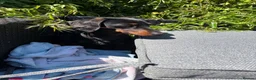Dachshund dogs for sale: Beautiful male dachshund for sale  - Advert 4