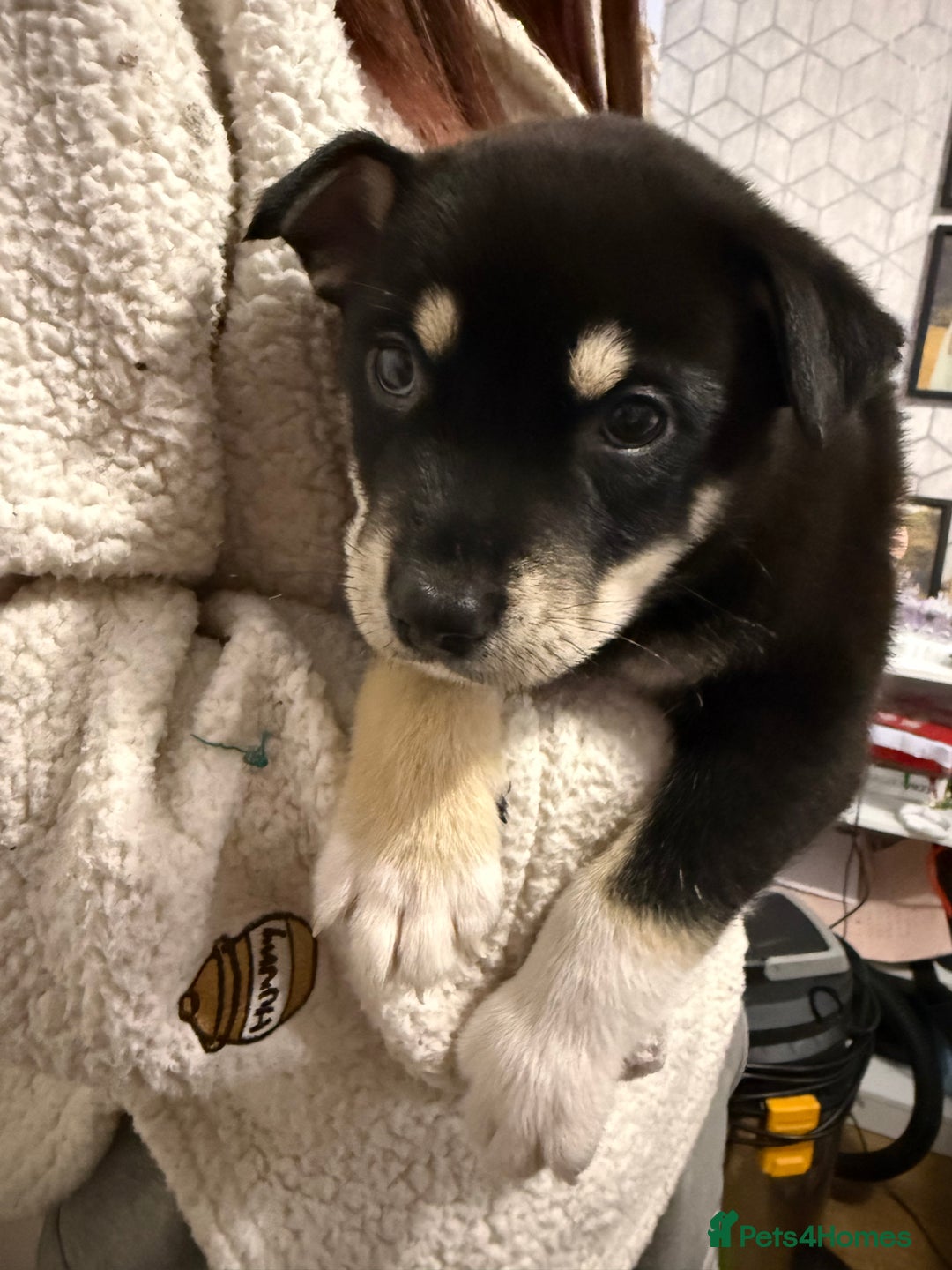 Mixed Breed dogs for sale: Malamute x puppies - Advert 12