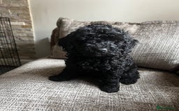 Cockapoo dogs for sale: Reduced!!! Last 2 ready now, F1B Cockapoos in Whitley Bay - Image 17