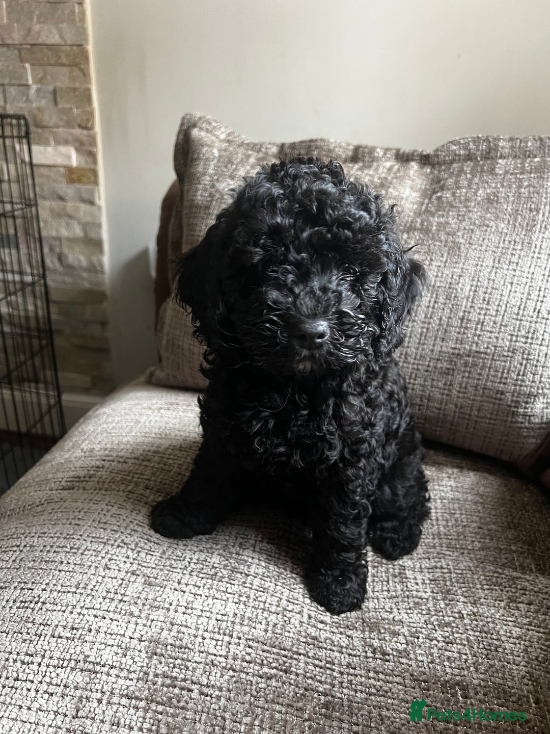 Cockapoo dogs for sale: Reduced!!! Last 2 ready now, F1B Cockapoos in Whitley Bay - Image 17