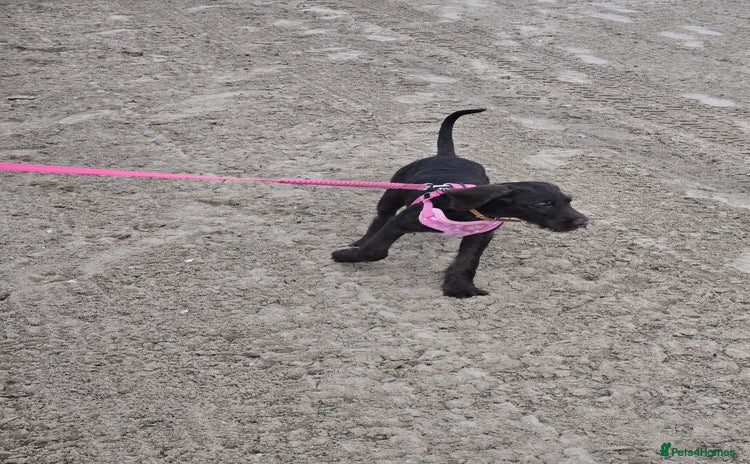 Mixed Breed dogs in Cumnock - Advert 3