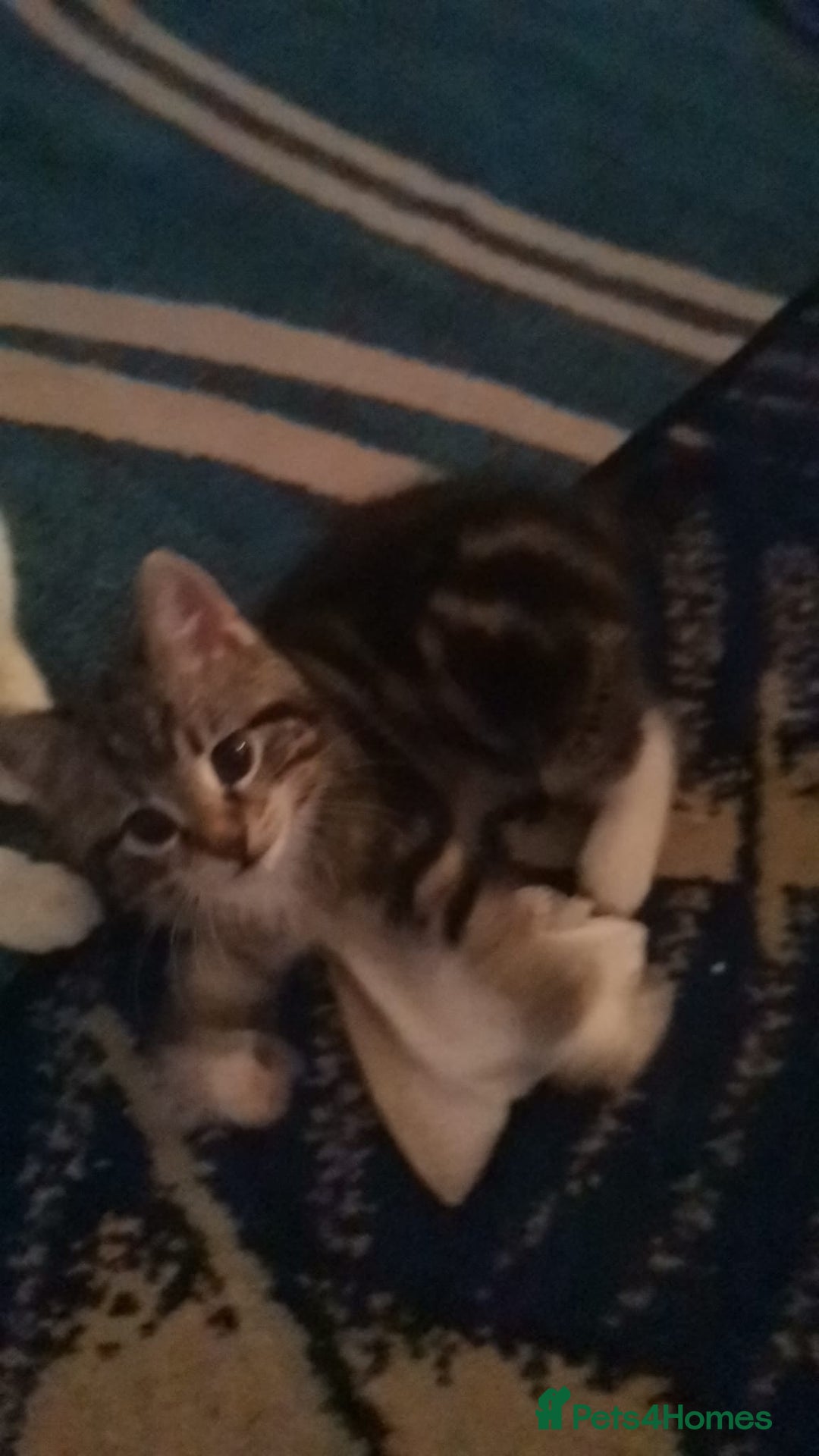 Mixed Breed cats for sale: Mixed bread 4 lovely kittens - Advert 7