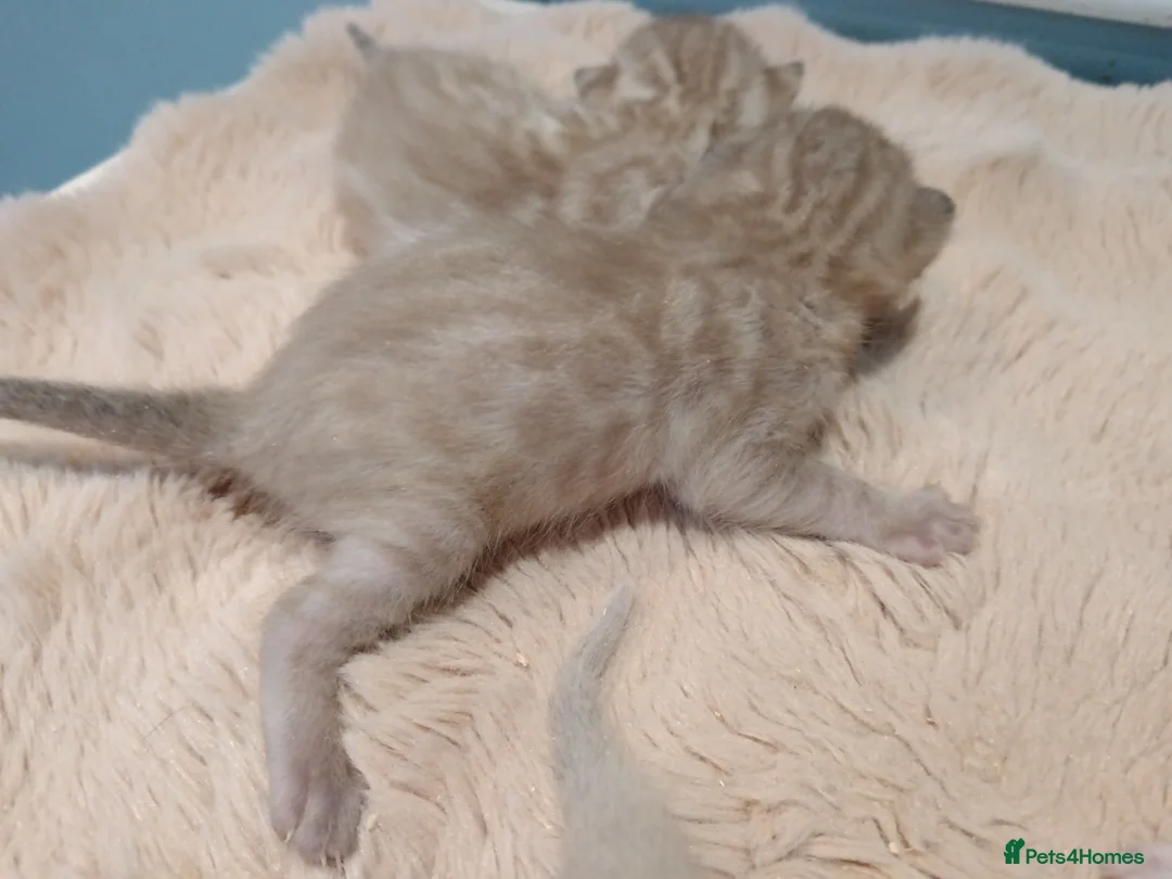 Bengal cats for sale: Tica RG pure bengals - Advert 17