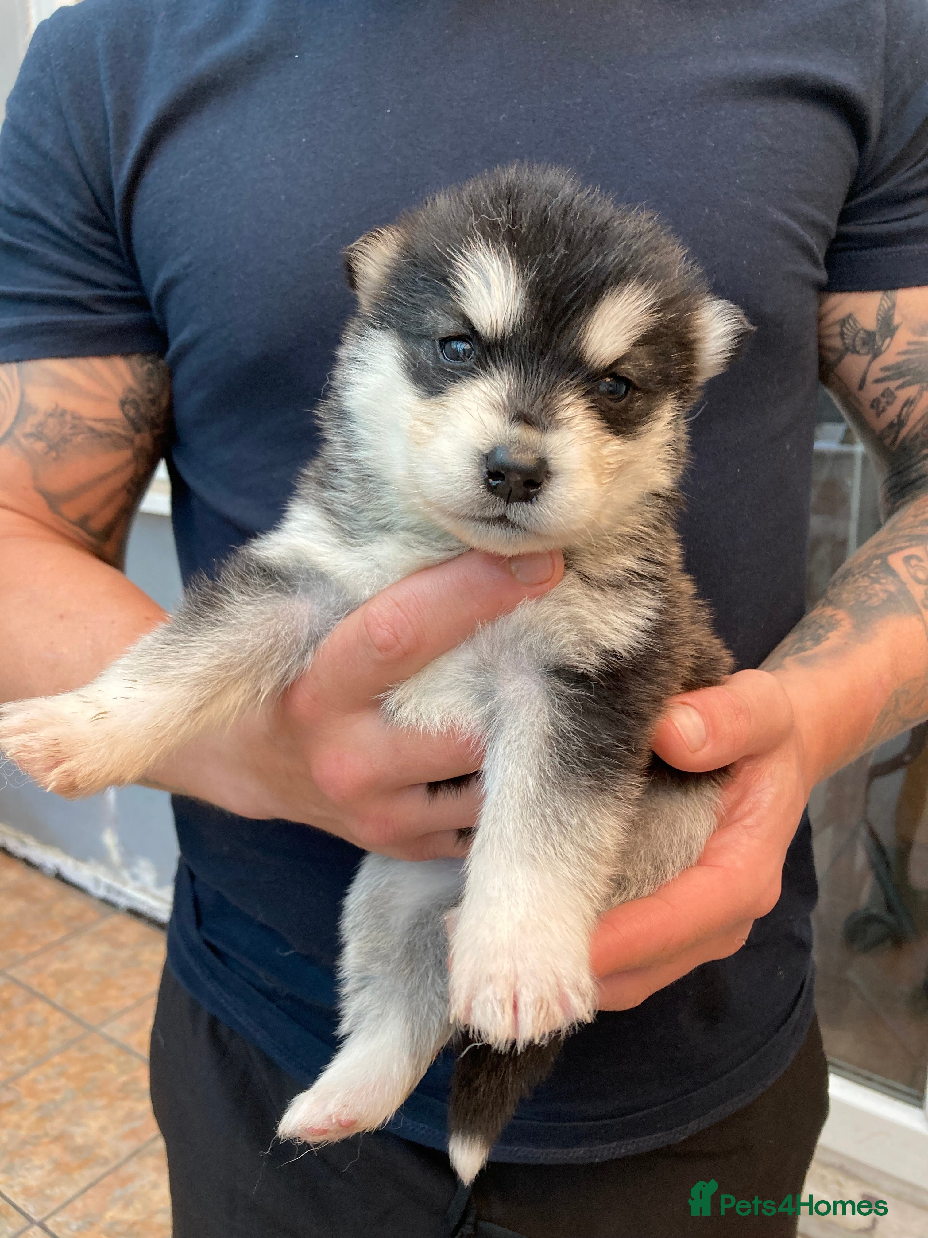 Alaskan Malamute dogs Alsaskan malamute puppies  - Advert 1